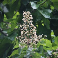 Berrya cordifolia (Willd.) Burret